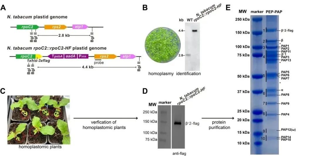 Cell Cover | Shuim Aids in Deciphering Chloroplast Gene Transcription Machinery