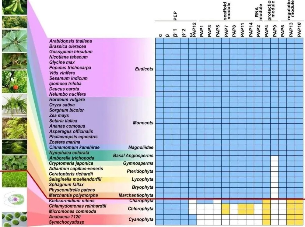 Cell Cover | Shuim Aids in Deciphering Chloroplast Gene Transcription Machinery